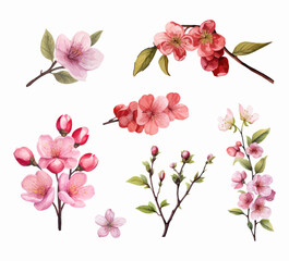 Set of cherry blossom flowers isolated on white background. Watercolor style illustration. Generated AI