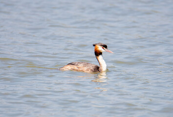 A Podiceps cristatus bird swimming on the water