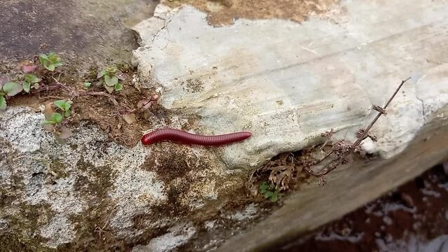 a millipedes crawling on the rocks