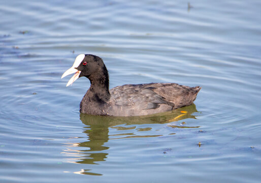 A close-up of a Fulica bird swimming on the water