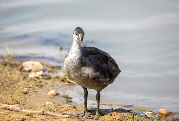 A young Fulica atra bird