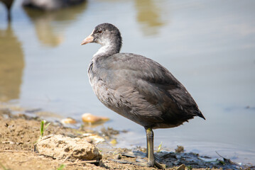 A young Fulica atra bird