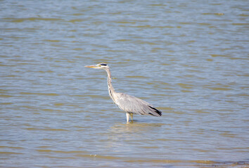 A Gray heron bird sitting with its feet in the water