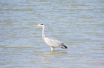 A close-up with a Gray Heron bird (Ardea cinerea) standing with its feet in the water