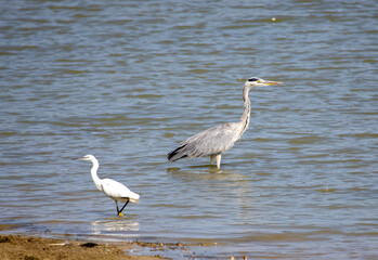 Two water birds, a Gray heron (Ardea cinerea) and an Egretta garzetta hunting in the lake