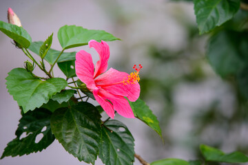 The green foliage sets off the beautiful and generous red hibiscus flowers. Serene Ocean...