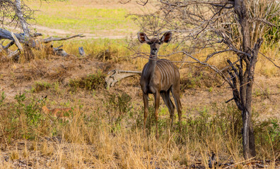 Kudu Weibchen flucht bereit 