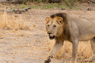 Junger L&ouml;we durchstreift sein Revier 