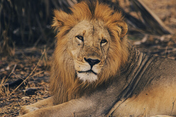 Junger Löwe entspannt im Schatten 