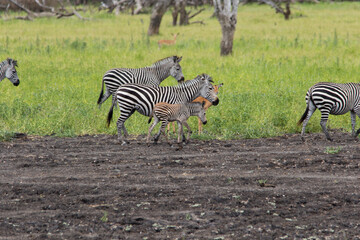 Zebra Familie 