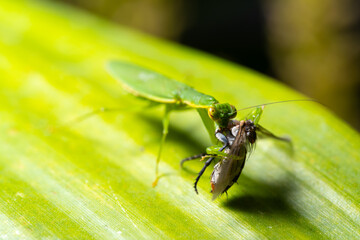mantis on leaf