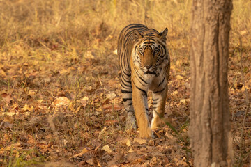 ild tiger in the nature habitat. Tigers walking during the golden light time. Wildlife scene with danger animal. Hot summer in India. Dry area with beautiful indian tiger, Panthera tigris tigris.