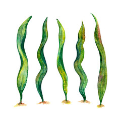Watercolor drawing set of laminaria algae wobbling underwater isolated on white background. Illustration of kelp for stickers, logo, background