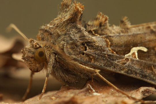 Detailed closeup on the Silver -Y owlet moth, Autographa gamma, sitting on wood