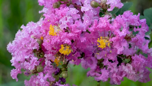 The crape myrtle flower covered with water