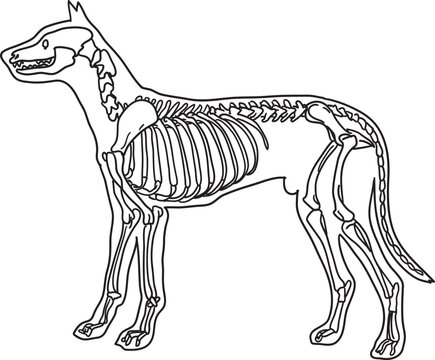 illustration of a dog skelenton, dog bone anatomy with cartoon style