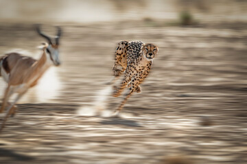 Cheetah hunting a Springbok in the Kgalagadi National Park, South Africa	
