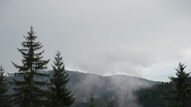 A thick fog forms and moves between tall fir trees in the mountains on an autumn cloudy day.