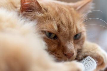 見つめる猫　茶トラ猫