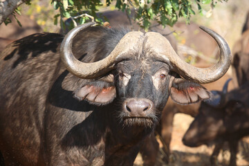 Naklejka premium Kaffernbüffel / African buffalo / Syncerus caffer