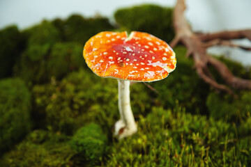 Fly agaric on green moss.