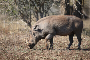 Warzenschwein / Warthog / Phacochoerus africanus