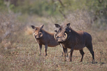 Warzenschwein / Warthog / Phacochoerus africanus