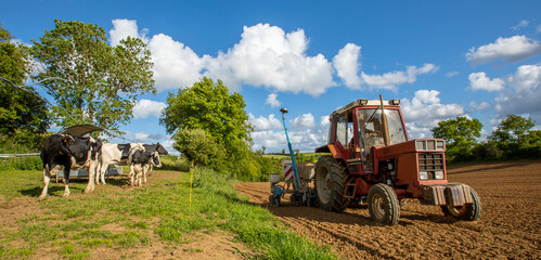 Agriculteur dans les champs travaillant la terre devant son troupeau de vache.