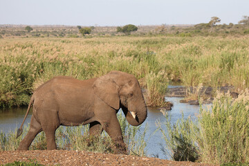 Afrikanischer Elefant am Sabie River / African elephant at Sqabie River / Loxodonta africana