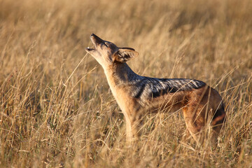 Schabrackenschakal / Black-backed jackal / Canis mesomelas