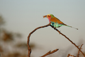 Gabelracke / Lilac-breasted roller / Coracias caudata..