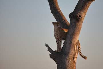 Gepard auf Baum / Cheetah in tree / Acinonyx jubatus © Ludwig