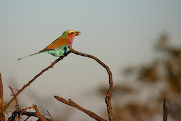 Gabelracke / Lilac-breasted roller / Coracias caudata..