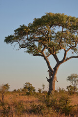Gepard auf Baum / Cheetah in tree / Acinonyx jubatus © Ludwig