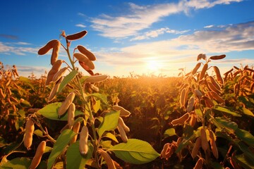 Bright soybean field, abundant pods. Generative AI