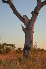 Gepard auf Baum / Cheetah in tree / Acinonyx jubatus © Ludwig