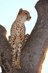 Gepard auf Baum / Cheetah in tree / Acinonyx jubatus © Ludwig