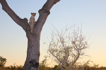 Gepard auf Baum / Cheetah in tree / Acinonyx jubatus © Ludwig