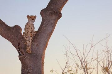 Gepard auf Baum / Cheetah in tree / Acinonyx jubatus © Ludwig
