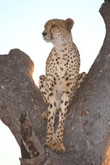 Gepard auf Baum / Cheetah in tree / Acinonyx jubatus © Ludwig