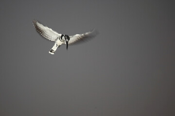 Graufischer / Pied kingfisher / Ceryle rudis.