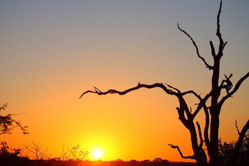 Sonnenaufgang - Kr&uuml;ger Park - S&uuml;dafrika / Sunrise - Kruger Park - South Africa /