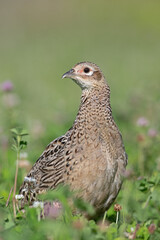 Female Pheasant (Phasianus colchicus) in wildflower field - 639497963