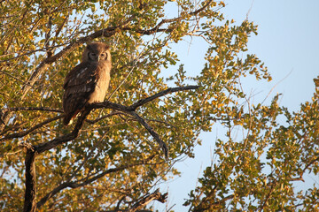 Milchuhu / Verreaux's eagle-owl  / Bubo lacteus.