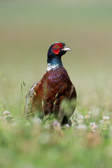 Male Pheasant (Phasianus colchicus) in wildflower field - 639497990