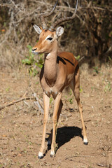 Schwarzfersenantilope / Impala / Aepyceros melampus