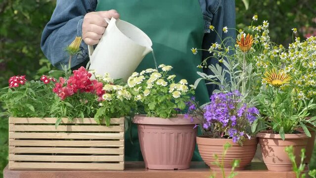 Gardener watering potted flowers. To plant flowers and spray flowers with a spray bottle. Horticulture, gardening and farming concept. Sprays water on flowerpots in the garden, florist working, takes 