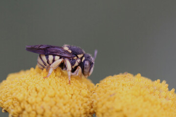 Closeup one of the smaller carder bee, Anthidium strigatum on common dagwort , Tanacertum vulgare