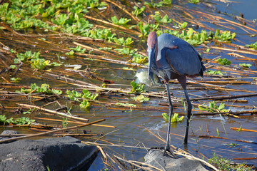 Goliathreiher / Goliath heron / Ardea goliath