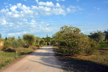 Fototapeta na wymiar A dirt road among trees and bushes in the countryside. Blue sky above